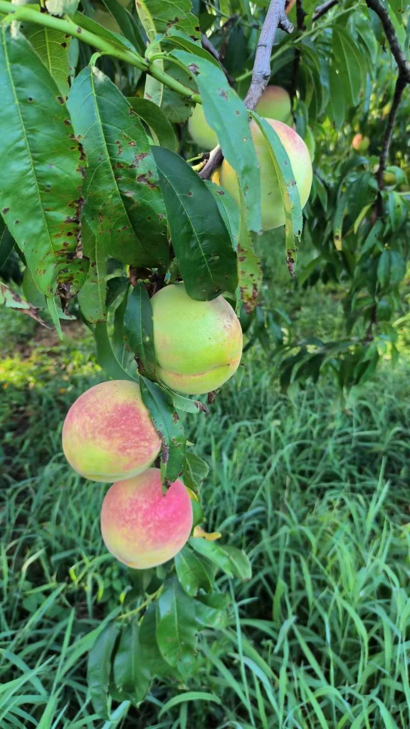 【永年四号蜜桃】甜度高水分足大量供应一手货源