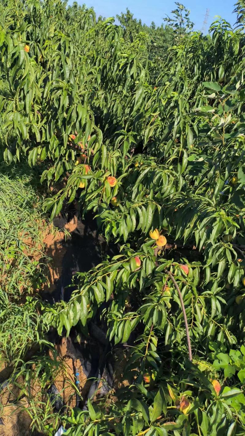 【永年四号蜜桃】甜度高水分足大量供应一手货源
