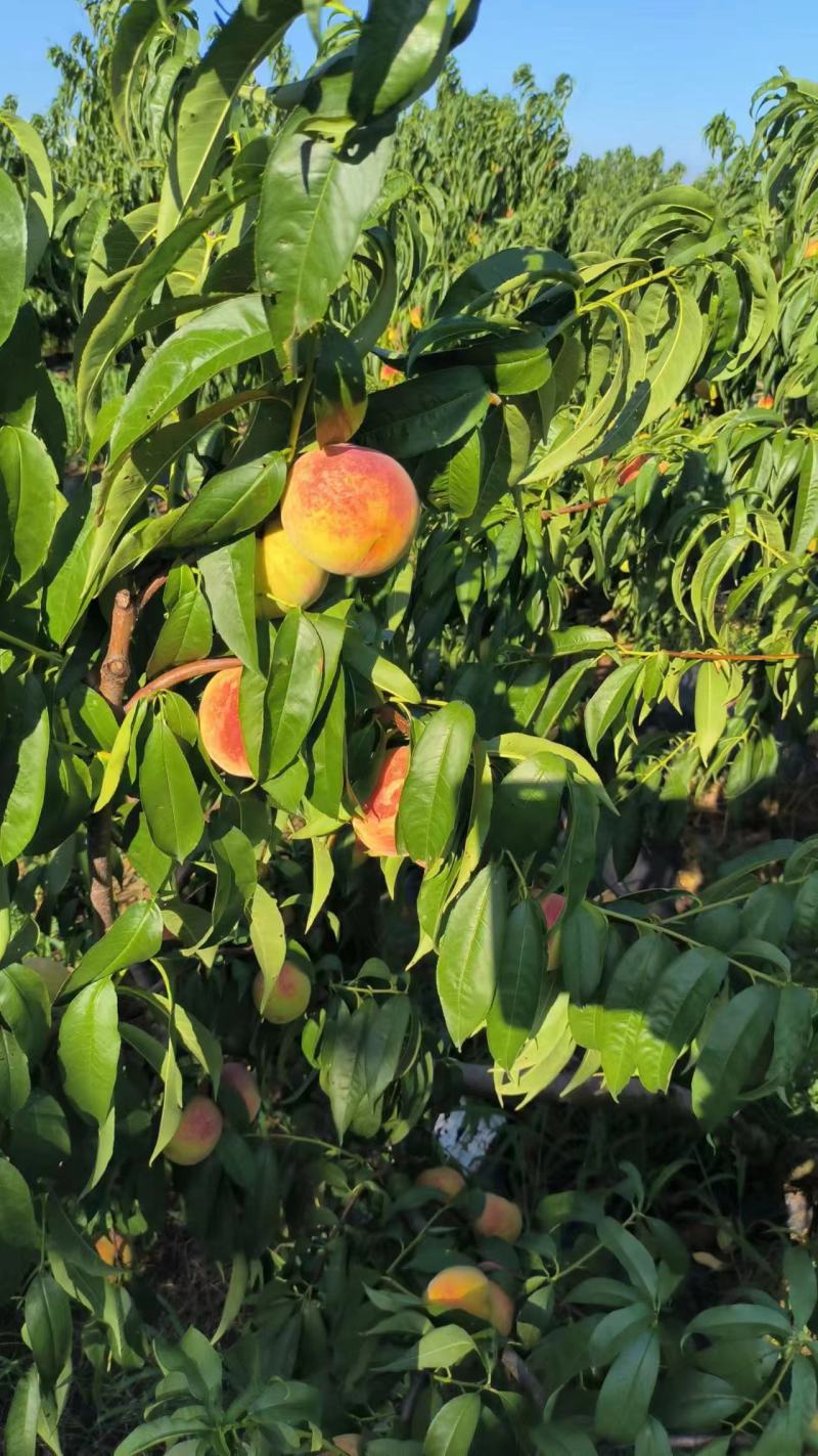 【永年四号蜜桃】甜度高水分足大量供应一手货源