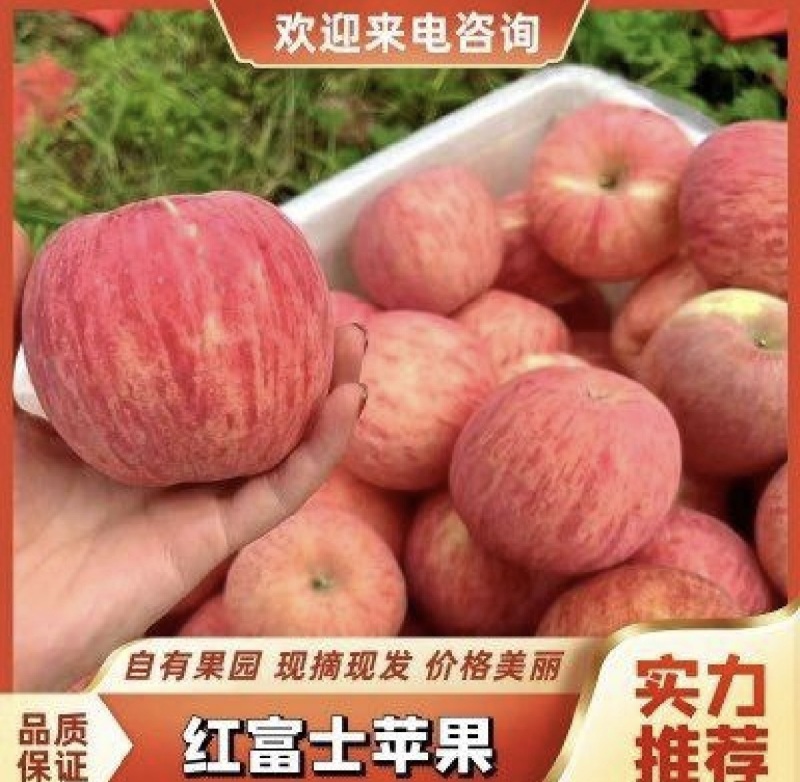 【推荐】沂源红富士苹果冷库大量出库坏烂包赔全国发货