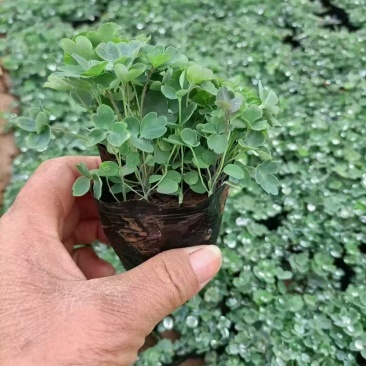 耧斗菜,基地直发,价格实惠