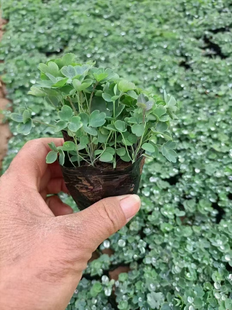 耧斗菜，基地直发，价格实惠
