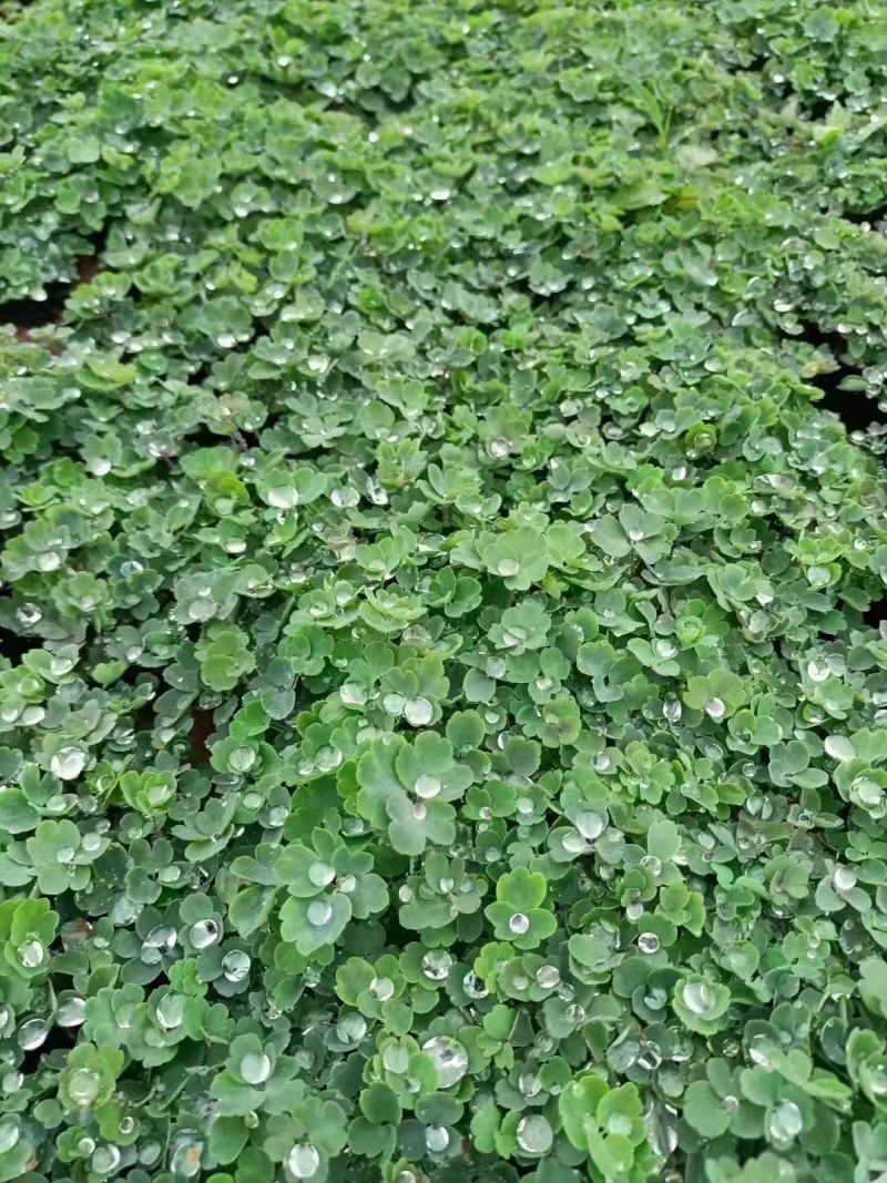 耧斗菜，基地直发，价格实惠