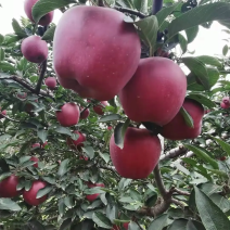 精品花牛苹果诚信经营价格透明代发全国欢迎来电采购