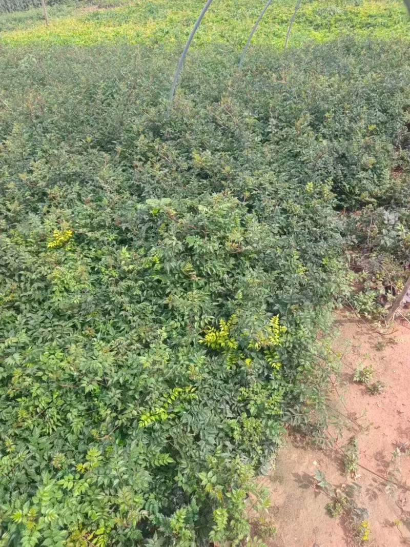 凌霄，价格实惠，基地直发