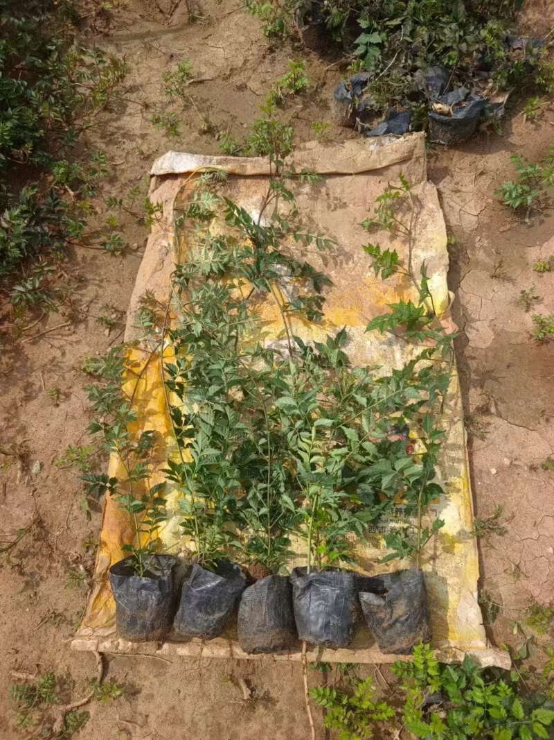 凌霄，价格实惠，基地直发