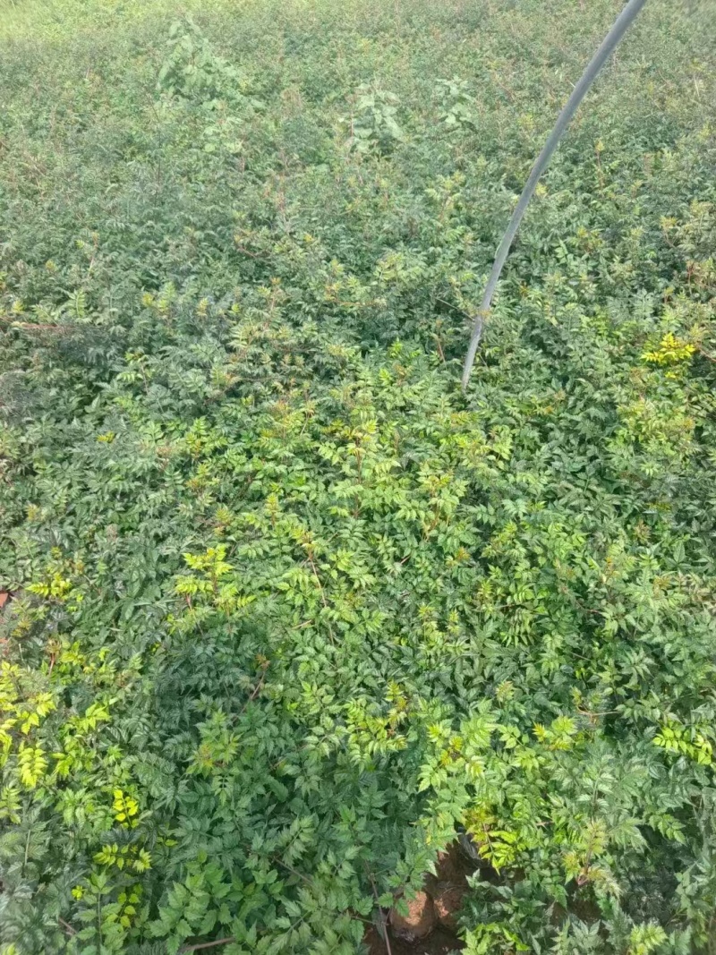 凌霄，价格实惠，基地直发