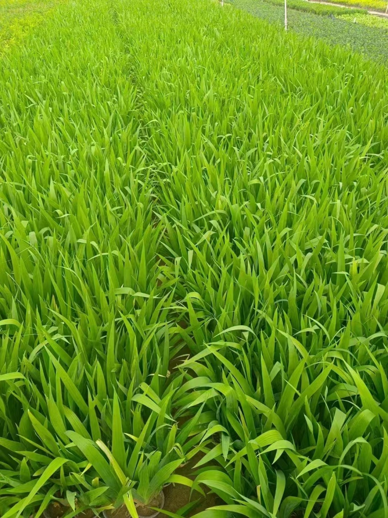 老鸢尾，精品苗木，价格实惠