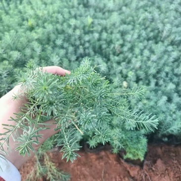 蓝亚麻,精品苗木,基地直发