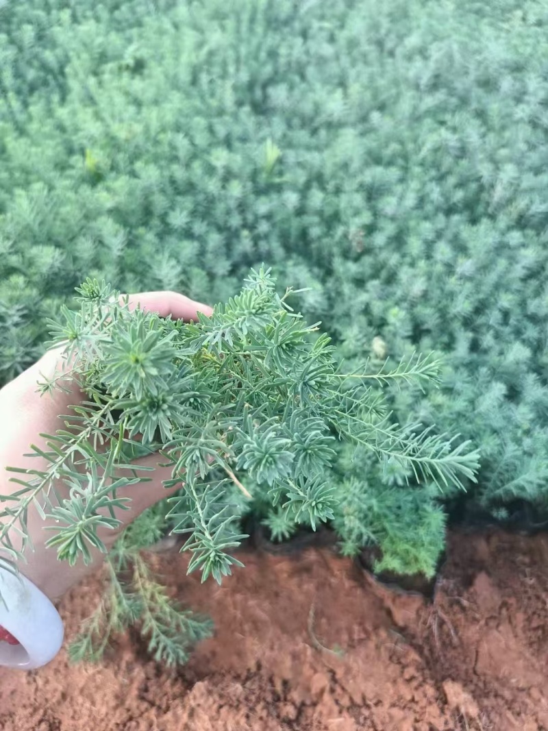 蓝亚麻，精品苗木，基地直发