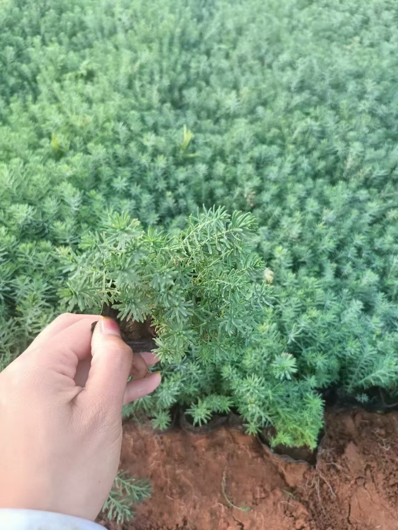 蓝亚麻，精品苗木，基地直发