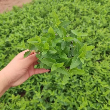 桔梗,基地直发,价格实惠