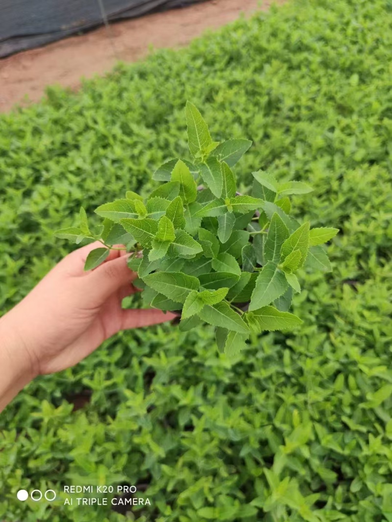 桔梗，基地直发，价格实惠