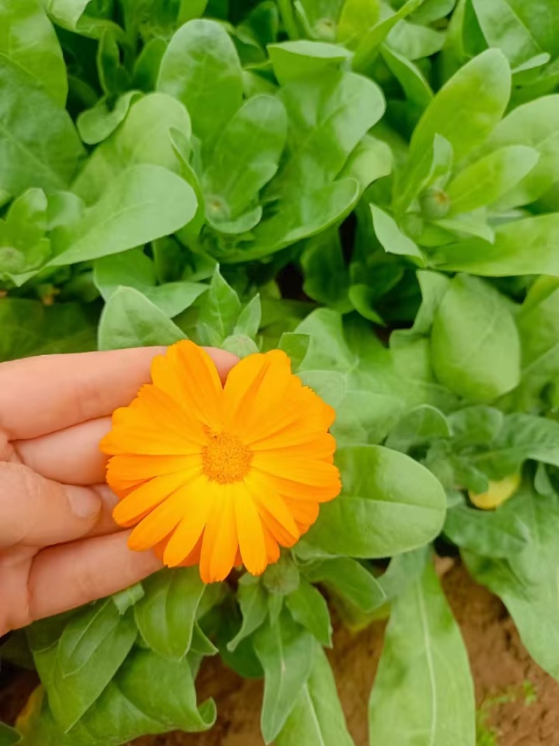 金盏菊，精品金盏菊，价格实惠