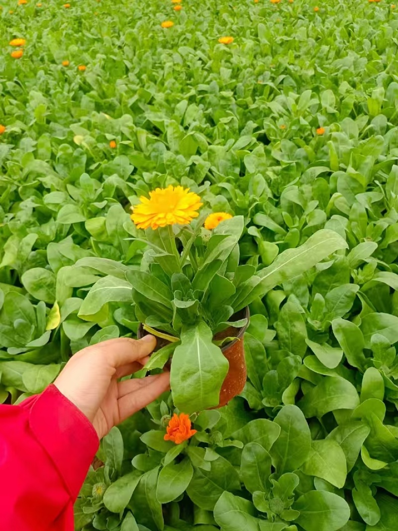 金盏菊，精品金盏菊，价格实惠