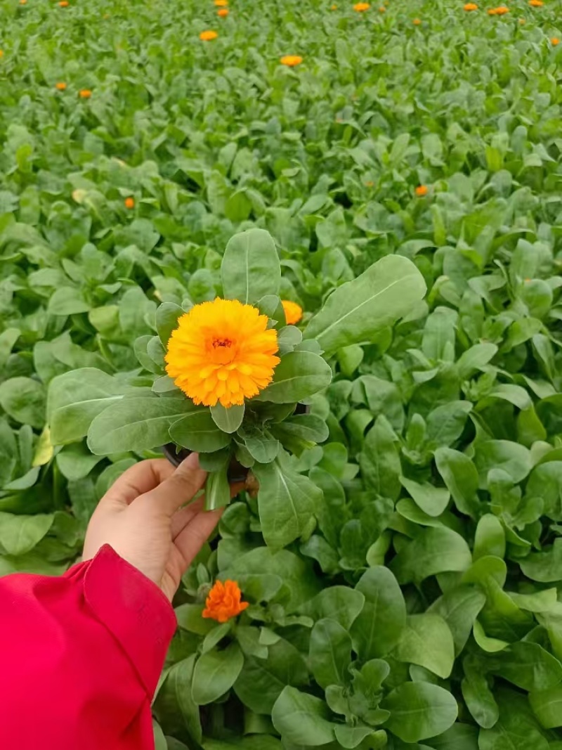 金盏菊，精品金盏菊，价格实惠