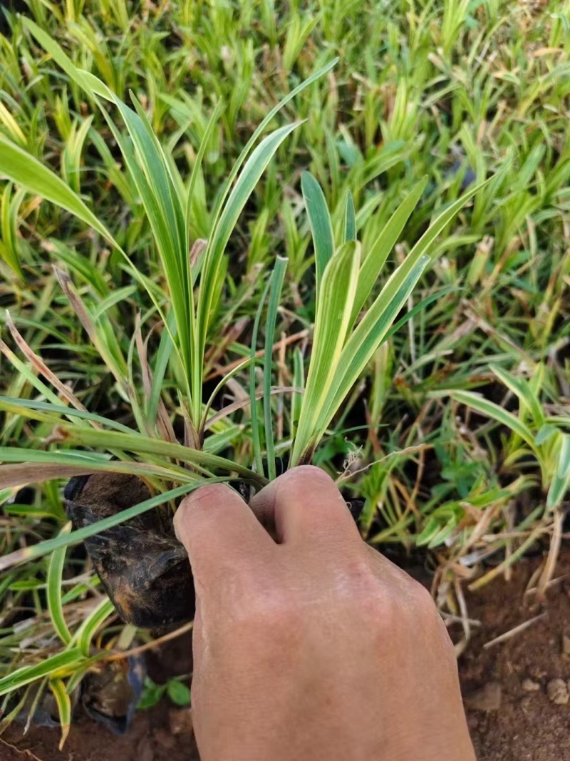 金边麦冬，价格实惠，基地直发