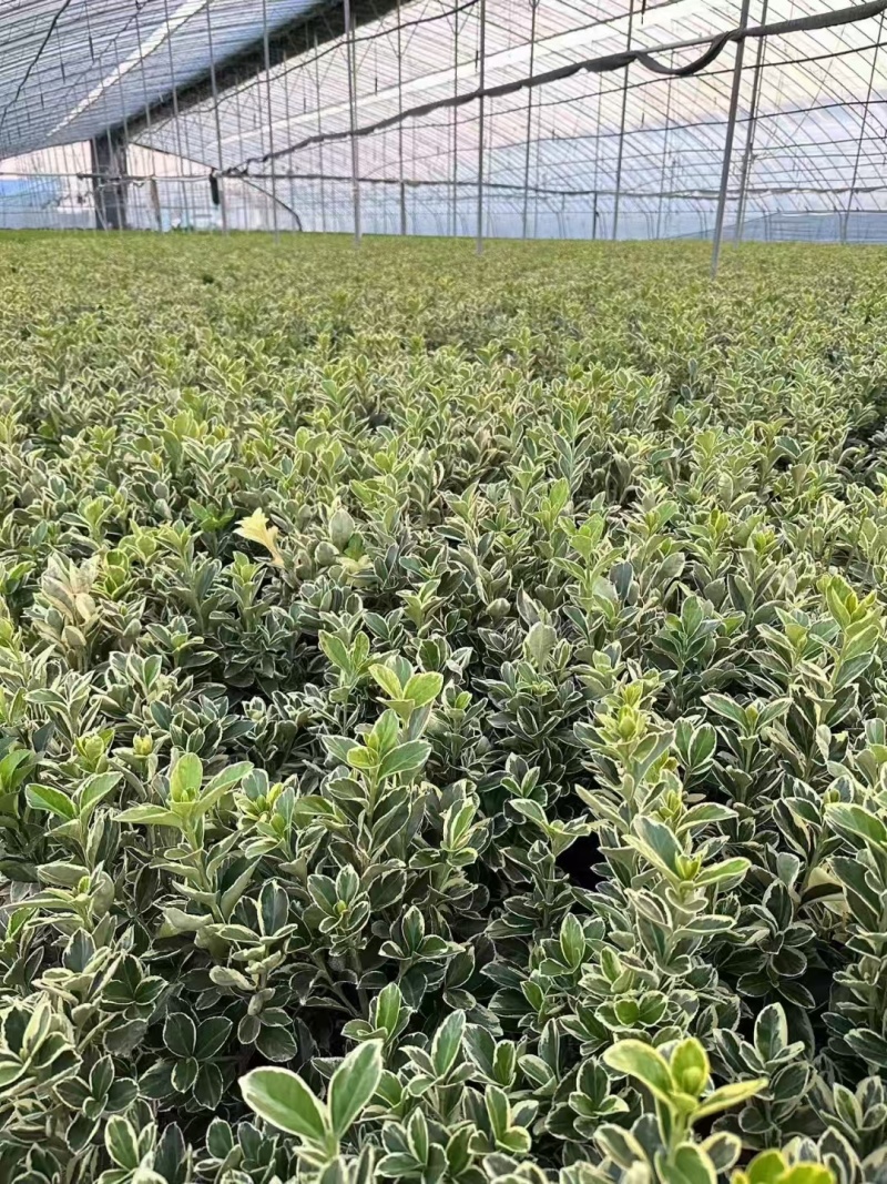 金边黄杨，价格实惠，基地直发，精品苗木