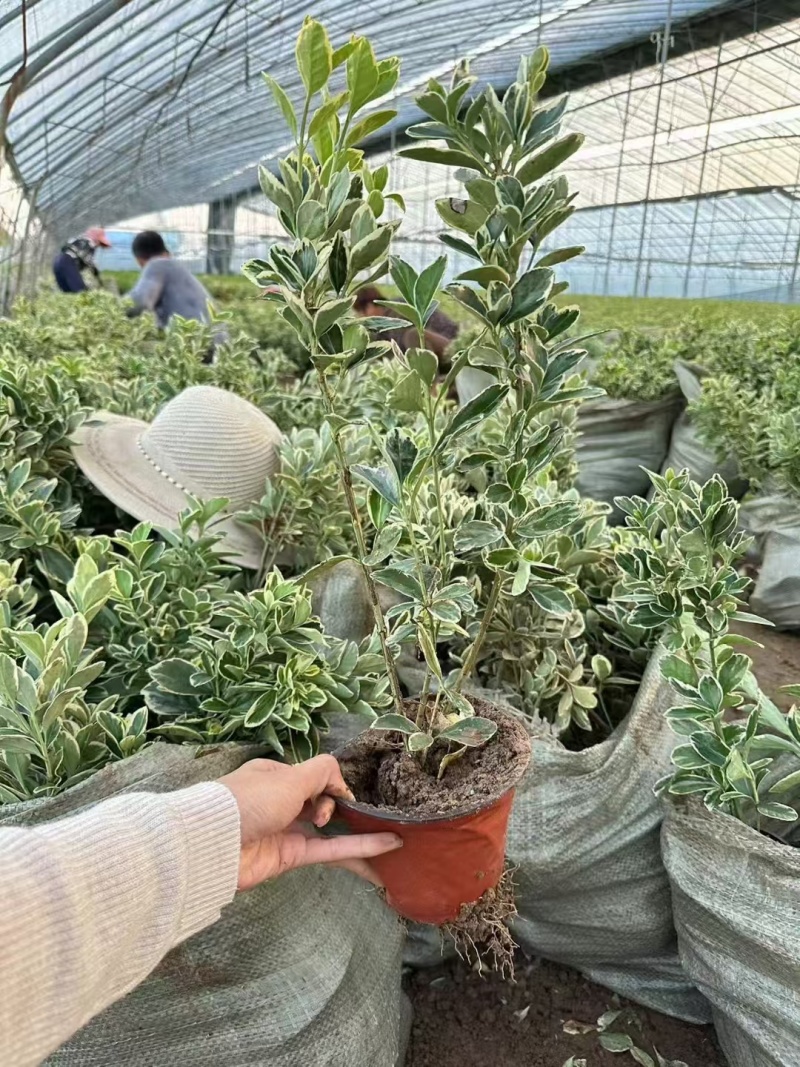 金边黄杨，价格实惠，基地直发，精品苗木
