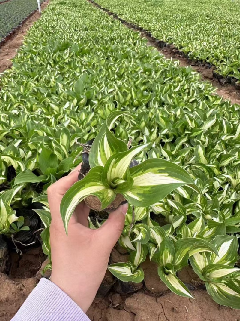 花叶玉簪，价格实惠，基地直发