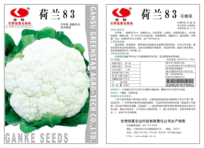 菜花种子荷兰83