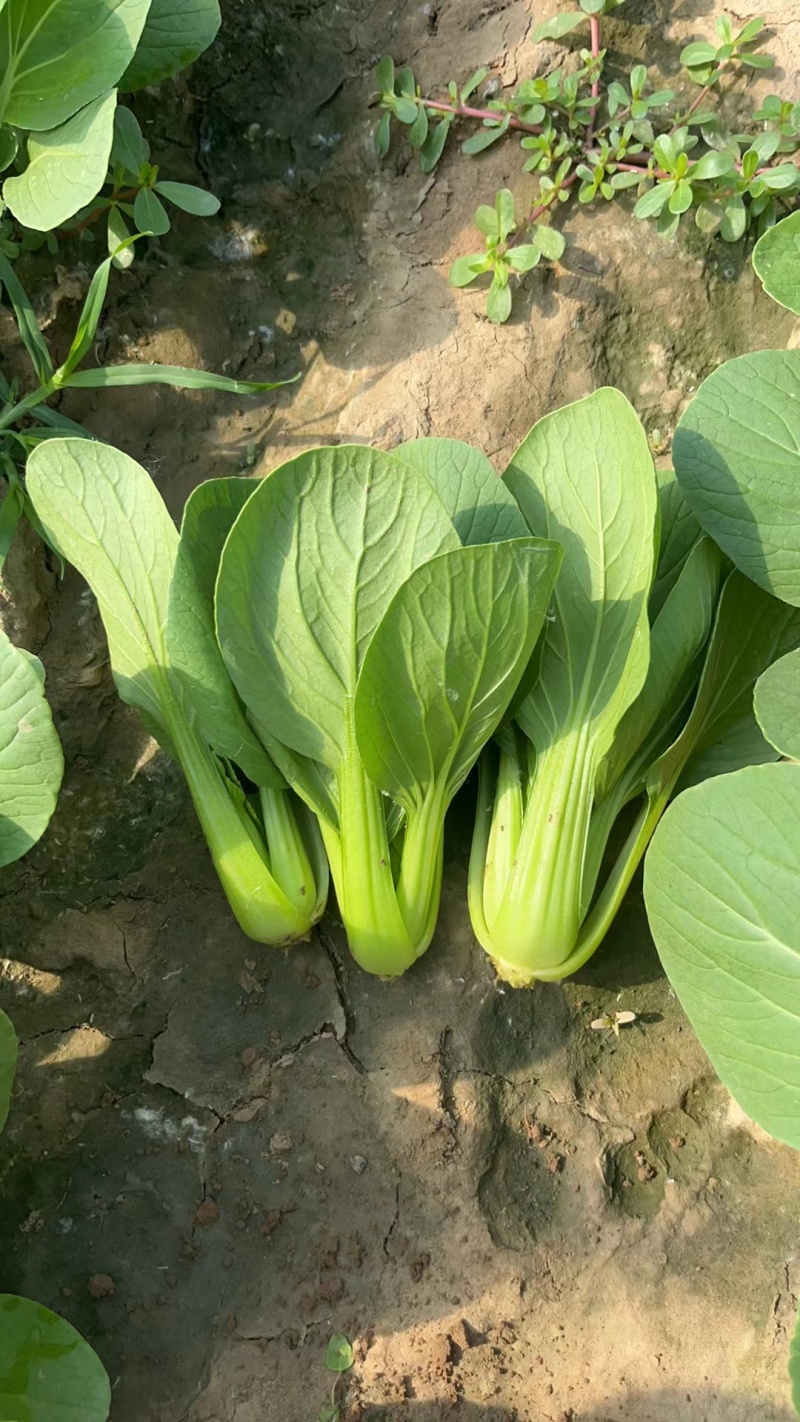 【推荐】油菜/上海青/大量有货/长期供应/欢迎来电详谈