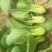 【推荐】油菜/上海青/大量有货/长期供应/欢迎来电详谈