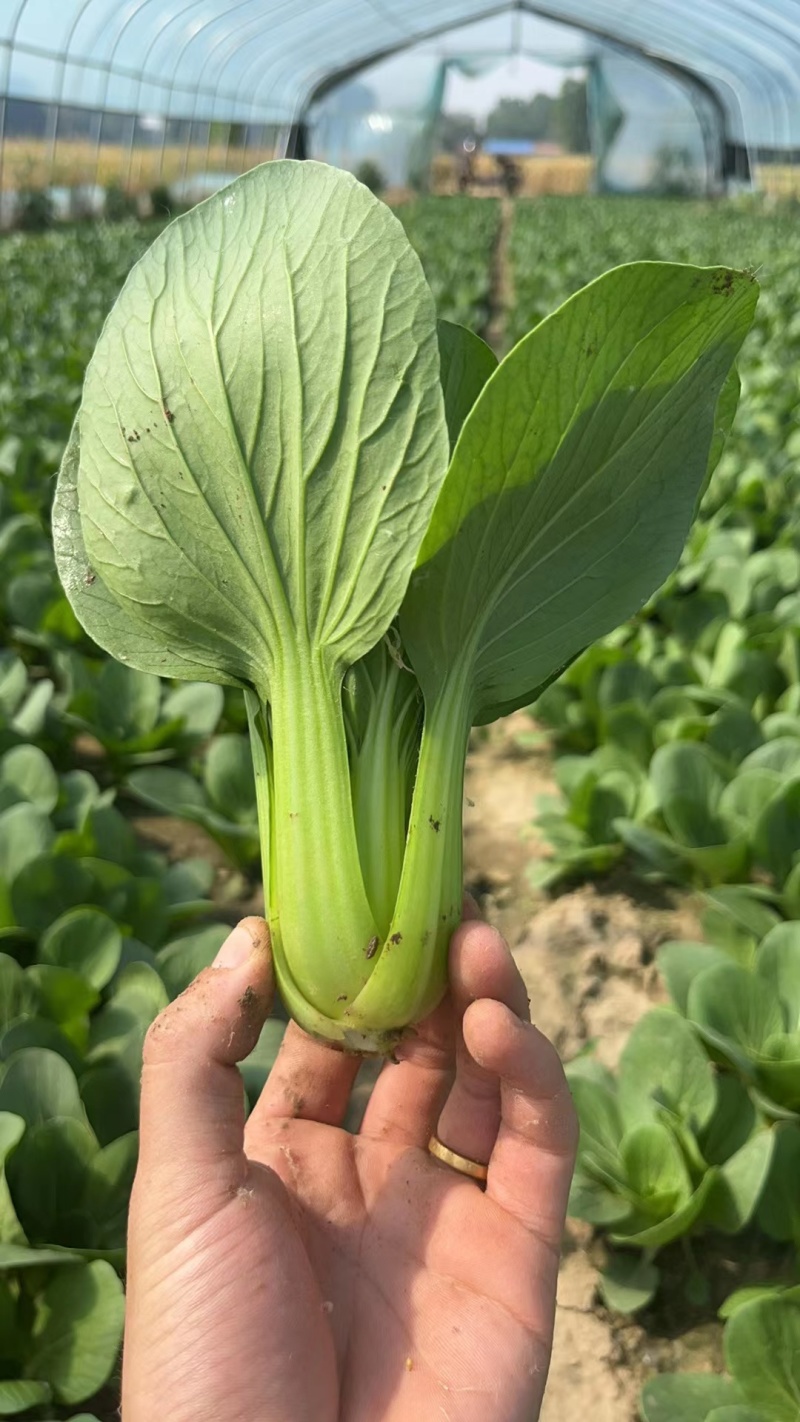 【推荐】油菜/上海青/大量有货/长期供应/欢迎来电详谈