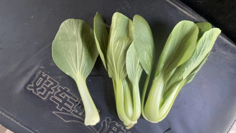 【推荐】油菜/上海青/大量有货/长期供应/欢迎来电详谈