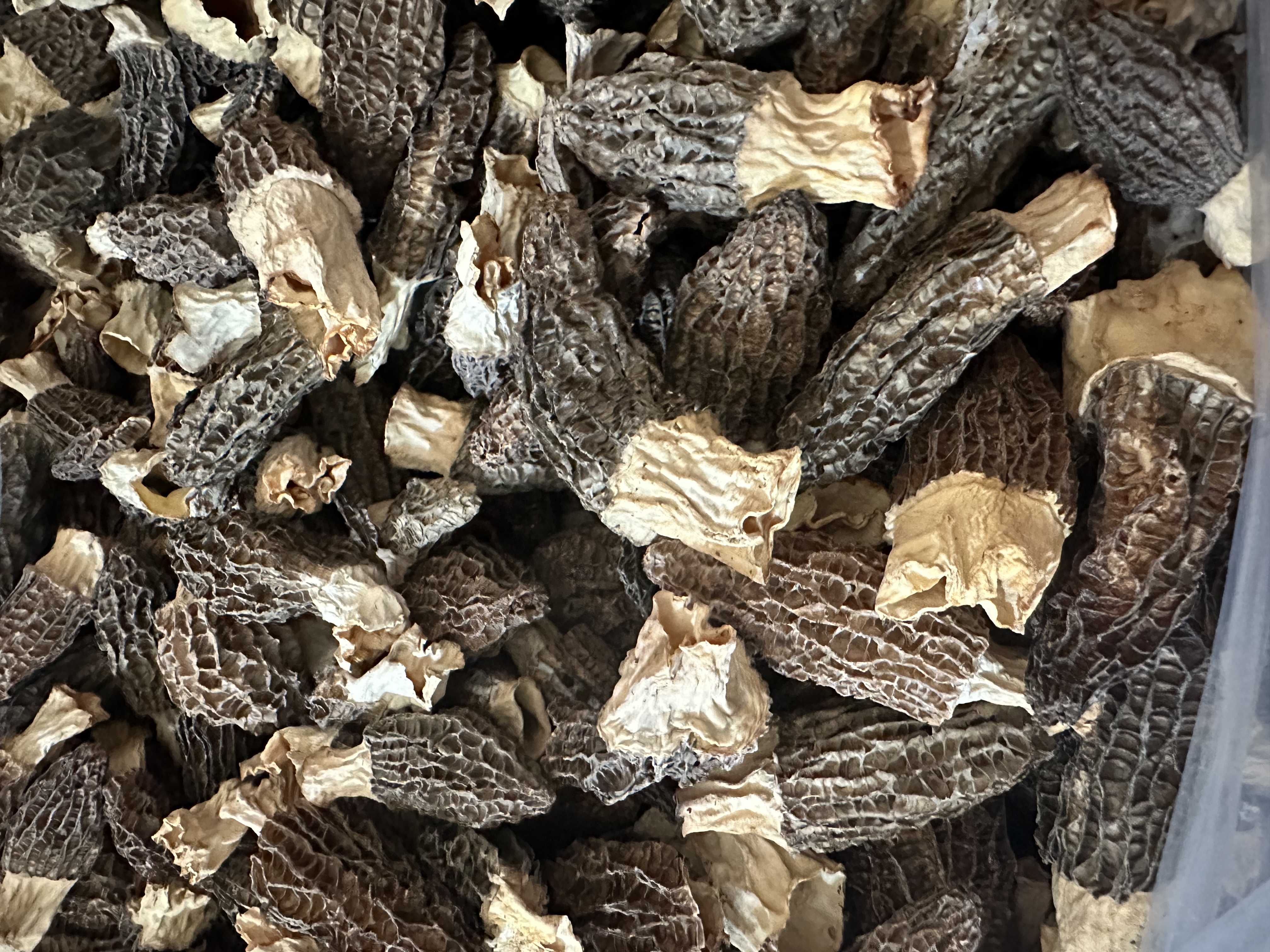 延时摄影拼图:左列展示传统热风干羊肚菌复水30分钟状态,边缘卷曲、中心僵硬、水体发白;右列展示FD冻干羊肚菌同一时段复水效果,整体舒展饱满、孔洞张开、水体澄澈微黄,直观呈现细胞结构完整性差异 羊肚菌复水过程动态对比图