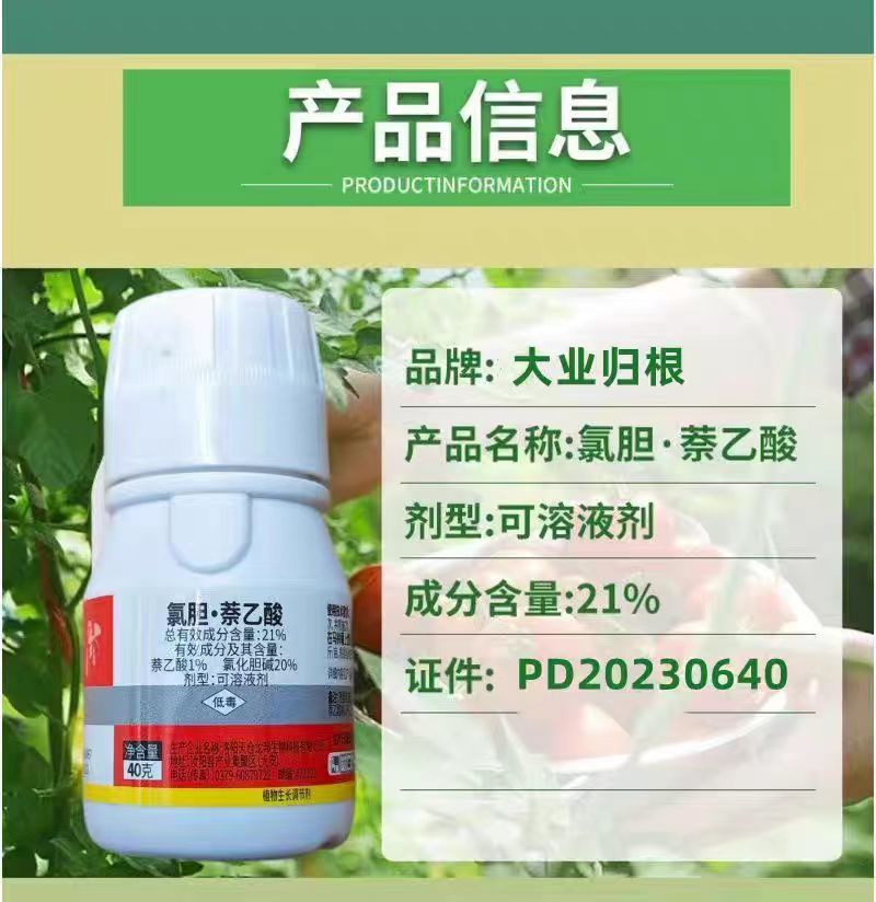 大业归根21%氯化胆碱·萘乙酸马铃薯地下根茎生长调节剂