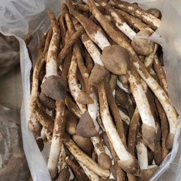 精选鸡纵鸡纵嗷嗷鸡纵菌品质保障货量充足