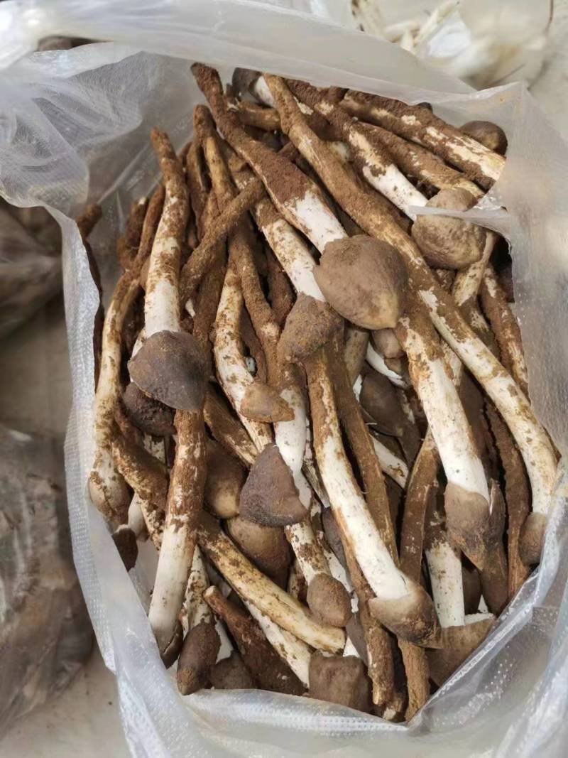 精选鸡纵鸡纵嗷嗷鸡纵菌品质保障货量充足