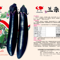 兰杂二号茄子种子