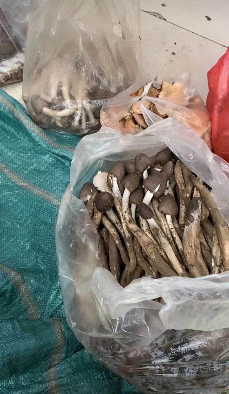精选鸡纵鸡纵嗷嗷鸡纵菌品质保障货量充足