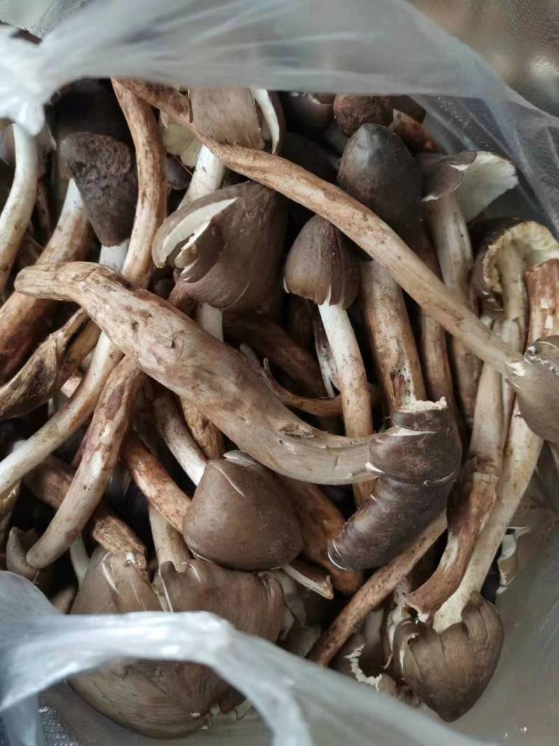 精选鸡纵鸡纵嗷嗷鸡纵菌品质保障货量充足