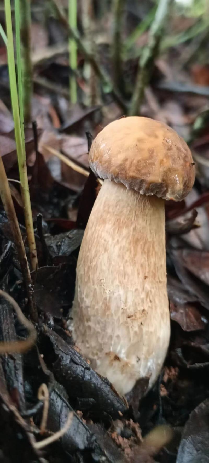 精品食用菌牛肝菌品质好山里现采现采现发量大价优