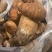 精品食用菌牛肝菌品质好山里现采现采现发量大价优