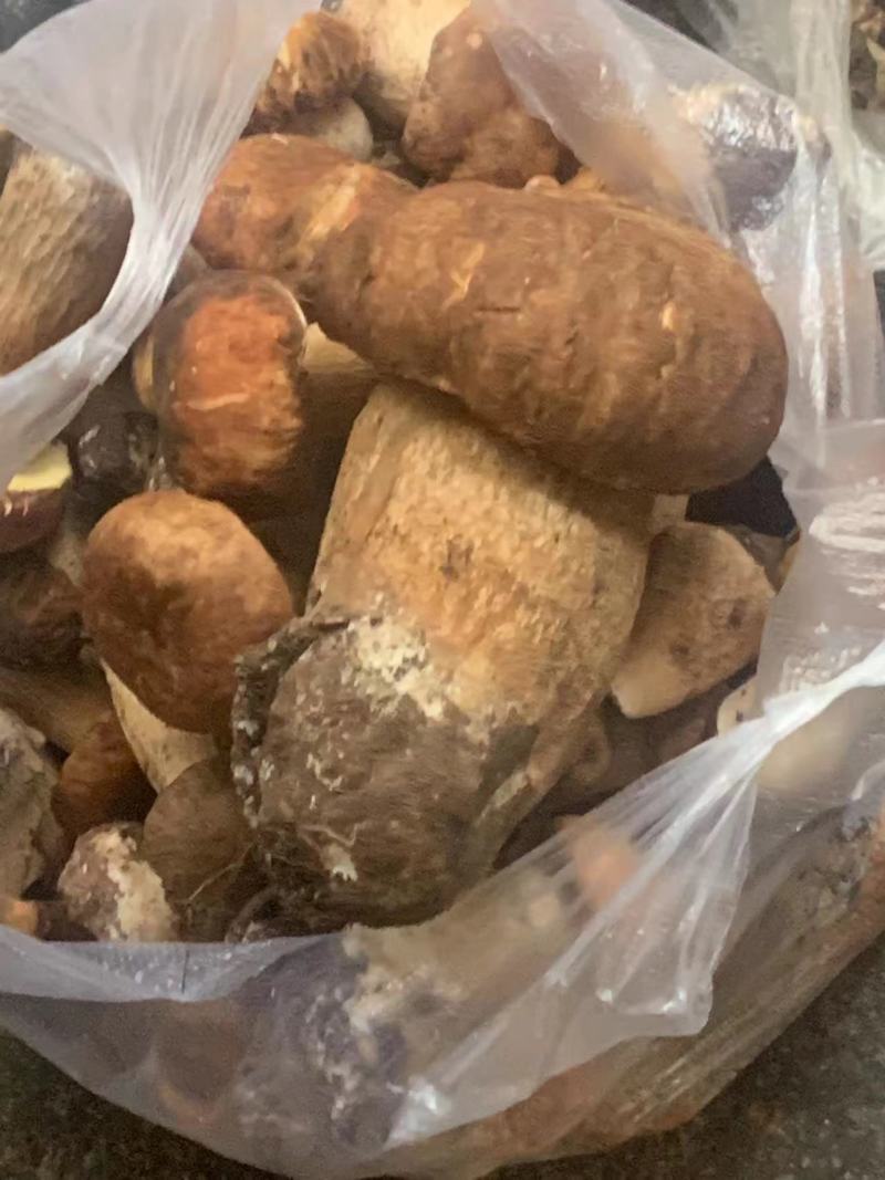 精品食用菌牛肝菌品质好山里现采现采现发量大价优
