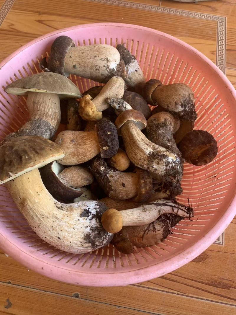 精品食用菌牛肝菌品质好山里现采现采现发量大价优