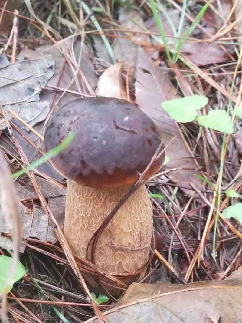 精品食用菌牛肝菌品质好山里现采现采现发量大价优