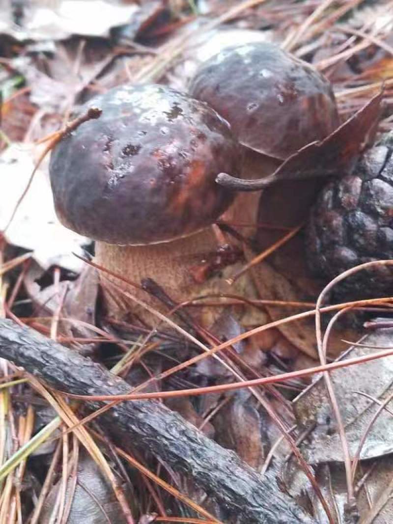 精品食用菌牛肝菌品质好山里现采现采现发量大价优