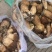 精品食用菌牛肝菌品质好山里现采现采现发量大价优