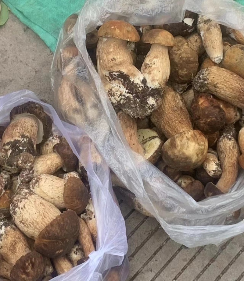 精品食用菌牛肝菌品质好山里现采现采现发量大价优