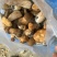精品食用菌牛肝菌品质好山里现采现采现发量大价优