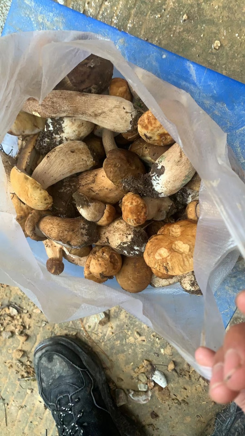 精品食用菌牛肝菌品质好山里现采现采现发量大价优
