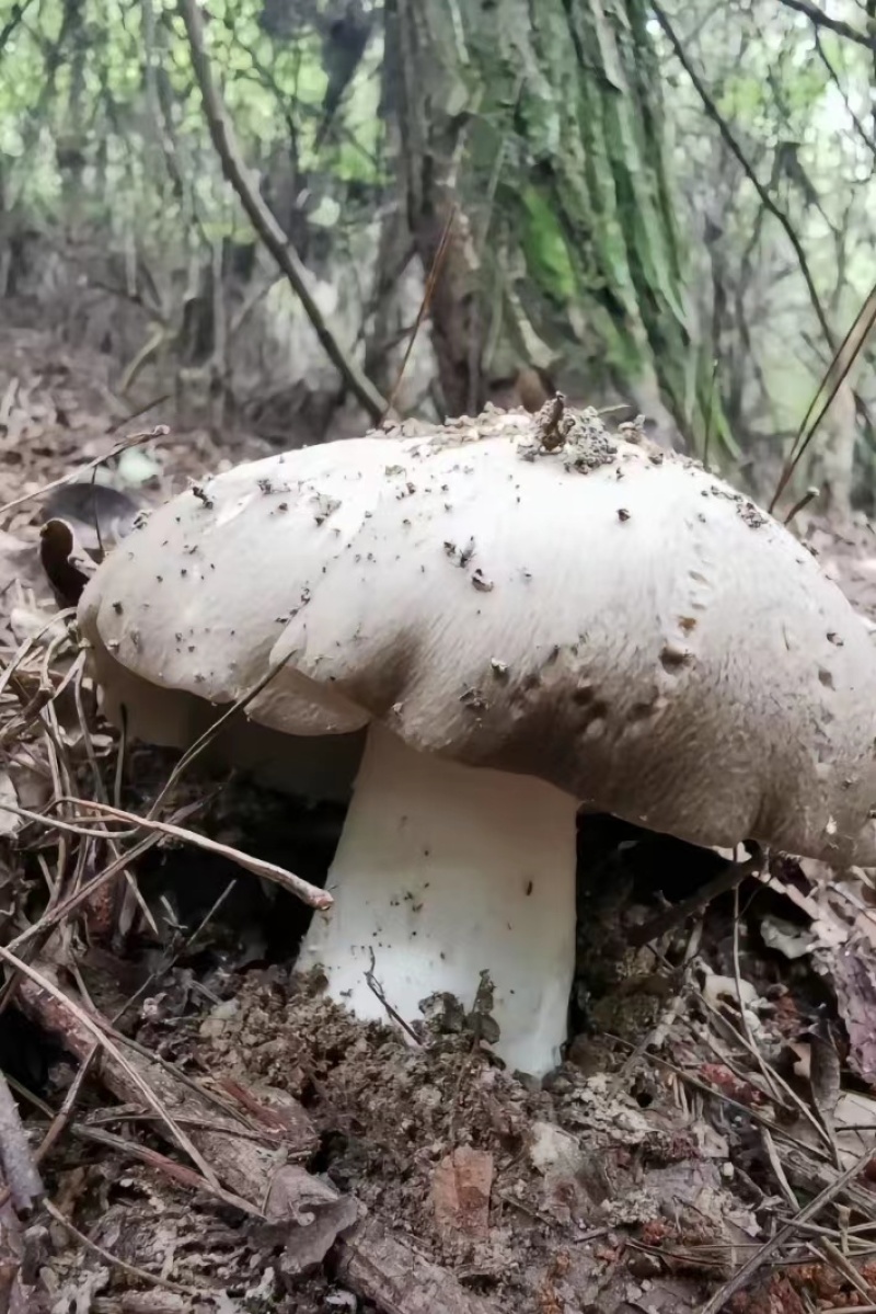 精品野生菌