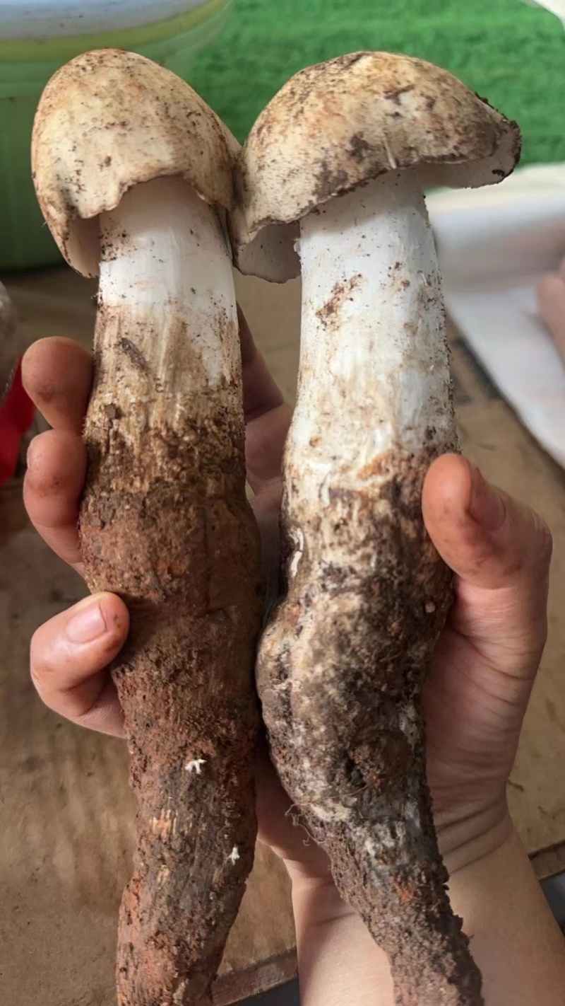 精品野生菌