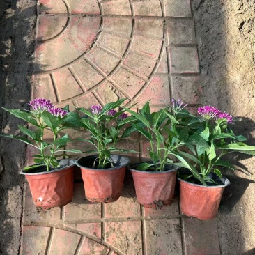 繁星花,价格实惠,精品苗木基地直发