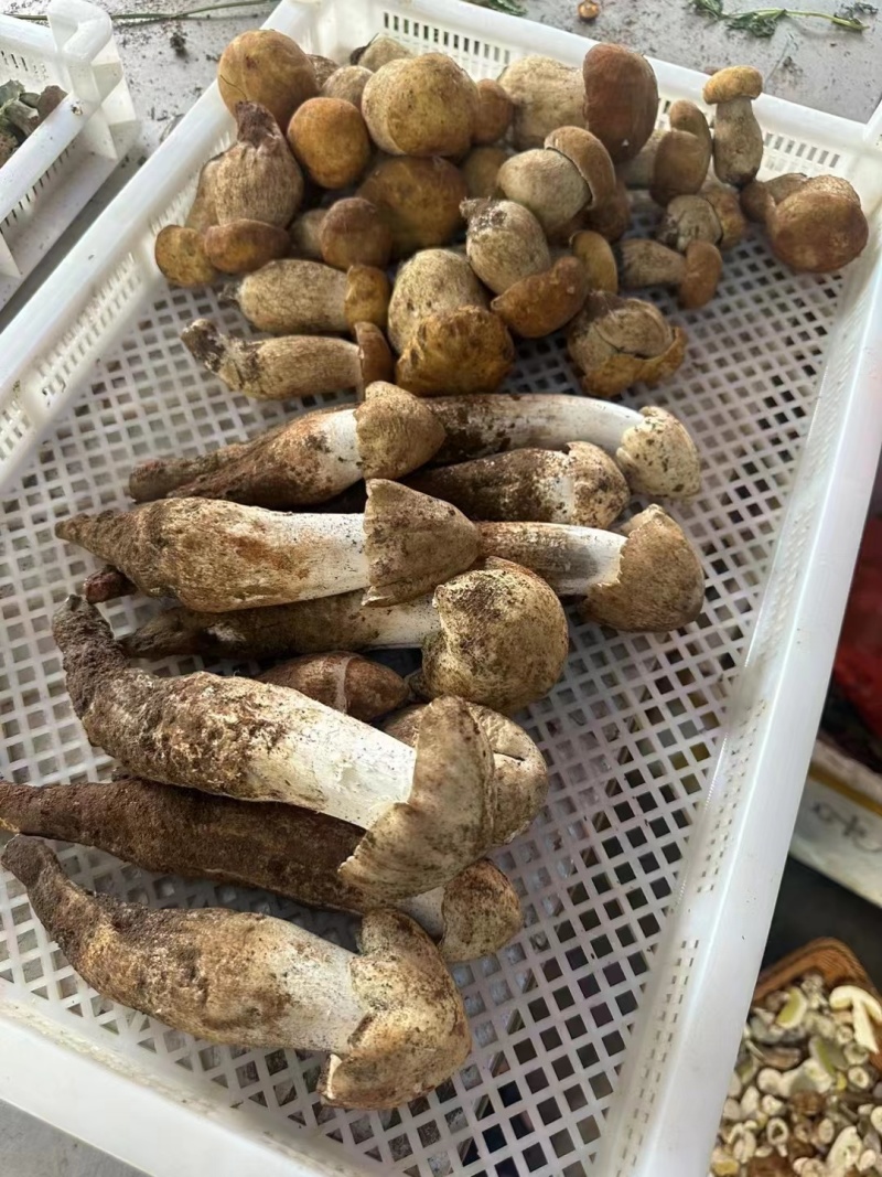 精品野生菌